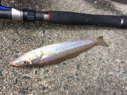 天橋立　夜のルアーフィッシングでマゴチ＆キス