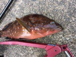 天橋立周辺にてマイクロワインドで根魚狙い