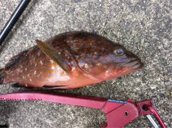 天橋立周辺にてマイクロワインドで根魚狙い