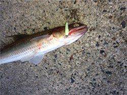 天橋立周辺ルアーで早朝短時間釣行〜タケノコメバル・アコウ・エソなど