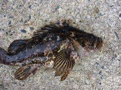 天橋立周辺ルアーで早朝短時間釣行〜タケノコメバル・アコウ・エソなど