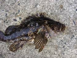 天橋立周辺ルアーで早朝短時間釣行〜タケノコ…