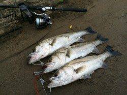 津居山港　ウェーディングゲームでシーバス50up3本！