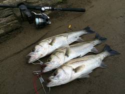 津居山港　ウェーディングゲームでシーバス5…