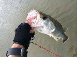 津居山港　ウェーディングゲームでシーバス50up3本！