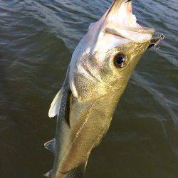 ルアーでシーバス60UPを2本〜円山川の釣果です