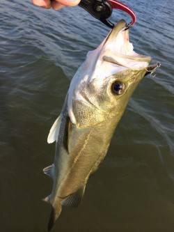 ルアーでシーバス60UPを2本〜円山川の釣…