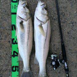 ルアーでシーバス60UPを2本〜円山川の釣果です