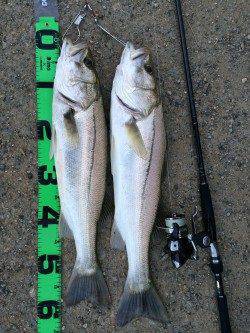 ルアーでシーバス60UPを2本〜円山川の釣果です