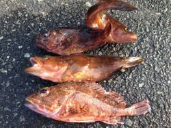 伊根周辺でガシラ&アコウ〜オレンジ…