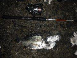 舞洲アジングでキビレ・ガシラ〜豆アジむつかしいです…>_<…