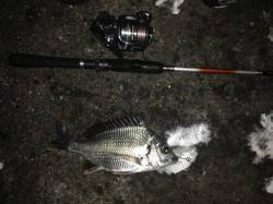 舞洲アジングでキビレ・ガシラ〜豆アジむつか…