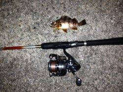 淡路島でちょい投げキス&日暮れからアジングで小サバ・小メバル・ガシラ