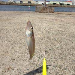 ちょい投げキス狙い　昼間は１投・１匹のペースでした