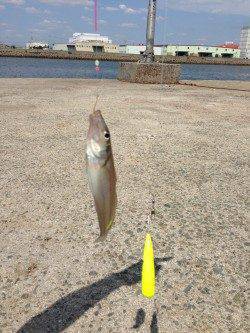 ちょい投げキス狙い　昼間は１投・１匹のペースでした