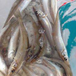 ちょい投げキス狙い　昼間は１投・１匹のペースでした