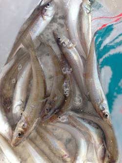 ちょい投げキス狙い　昼間は１投・１匹のペー…