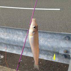 日本海にてちょい投げキス、暗くなり本命アコウ狙い