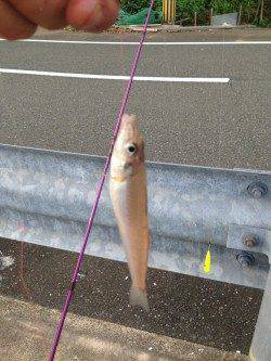 日本海にてちょい投げキス、暗くなり本命アコウ狙い