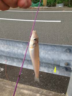 日本海にてちょい投げキス、暗くなり本命アコ…