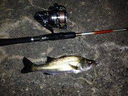 舞洲キビレ狙いチニングで数釣り楽しめました♪