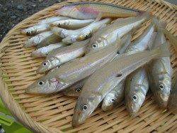鯉川　投げ釣りのキス狙いで35尾の釣果