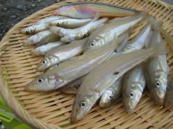 鯉川　投げ釣りのキス狙いで35尾の釣果