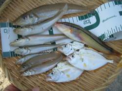 加斗の海岸へチョイ投げ釣行　キス、ヒイラギ…