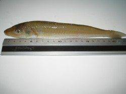 加斗の海岸へチョイ投げ釣行　キス、ヒイラギ、ベラ