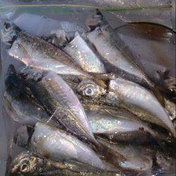 家島にてアジングでランガン〜0.3JHでコンスタントに釣れました