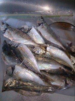 家島にてアジングでランガン〜0.3JHでコンスタントに釣れました