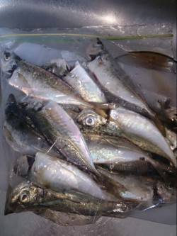 家島にてアジングでランガン〜0.3JHでコ…