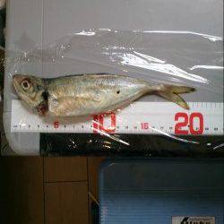 家島にてアジングでランガン〜0.3JHでコンスタントに釣れました