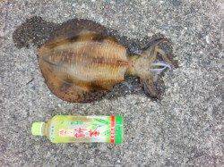 御坊　エギングでアオリイカ＆コウイカのアタリあり