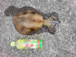 御坊　エギングでアオリイカ＆コウイカのアタ…