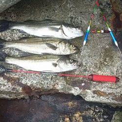 大阪南港周辺でのエビ撒き釣り釣果です