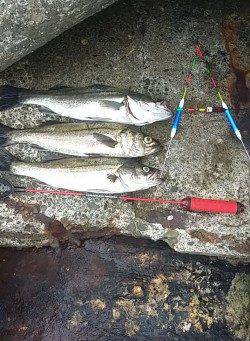 大阪南港周辺でのエビ撒き釣り釣果です