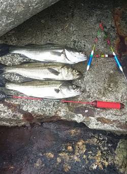 大阪南港周辺でのエビ撒き釣り釣果です