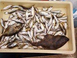 和歌山マリーナシティ　サビキでアジ楽しめる　飲ませでヒラメ35cmも