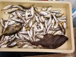 和歌山マリーナシティ　サビキでアジ楽しめる…