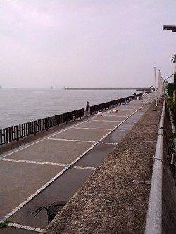 和歌山マリーナシティ　サビキでアジ楽しめる　飲ませでヒラメ35cmも