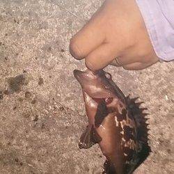 助松埠頭周辺での釣果〜エビ撒きでアコウ&サビキでサバ・小アジ