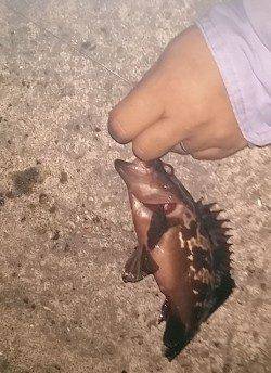 助松埠頭周辺での釣果〜エビ撒きでアコウ&サビキでサバ・小アジ