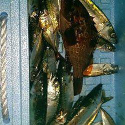 助松埠頭周辺での釣果〜エビ撒きでアコウ&サビキでサバ・小アジ