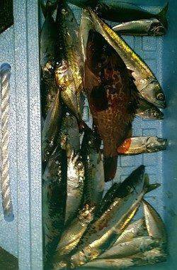 助松埠頭周辺での釣果〜エビ撒きでアコウ&サビキでサバ・小アジ