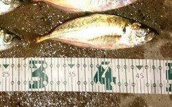 舞洲周辺アジング〜潮が動き出してからボトムでアタリました