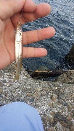 助松埠頭　フカセは不発で投げでキスなど