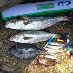 助松埠頭エビ撒きでハネ・グレ、ちょい投げでキス・ガシラ・ホウボウ