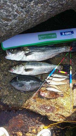 助松埠頭エビ撒きでハネ・グレ、ちょい投げでキス・ガシラ・ホウボウ