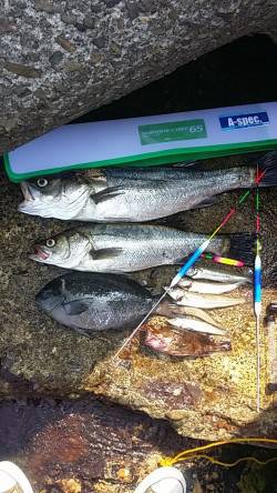 助松埠頭エビ撒きでハネ・グレ、ちょい投げで…